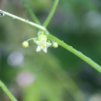 <i>Diplocyclos palmatus</i>  (L.) C.Jeffrey